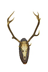 Image showing beautiful red deer buck trophy on white