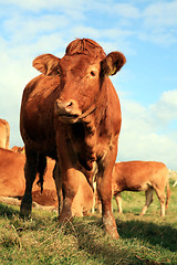 Image showing Jersey heifer