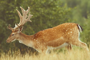 Image showing fallow deer passing a glade