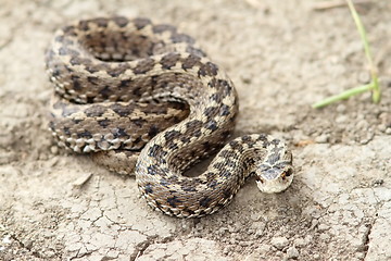 Image showing orsini adder on the ground