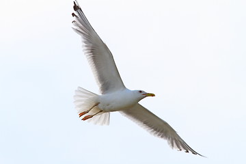 Image showing herring gull with wings spread