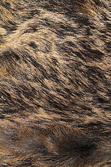 Image showing detail on wild boar pelt