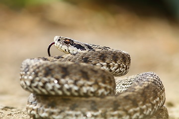 Image showing meadow viper ready to strike