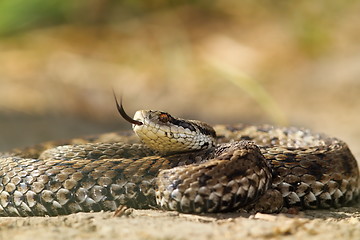 Image showing beautiful venomous european snake