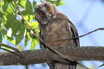 Image showing funny young owl looking at camera