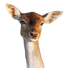 Image showing fallow deer doe funny face