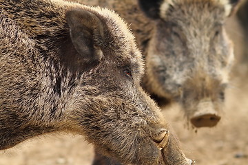 Image showing close up of large wild boar male