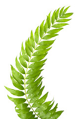 Image showing Fern leaves isolated

