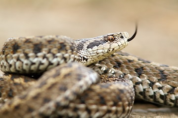 Image showing ursinii viper closeup