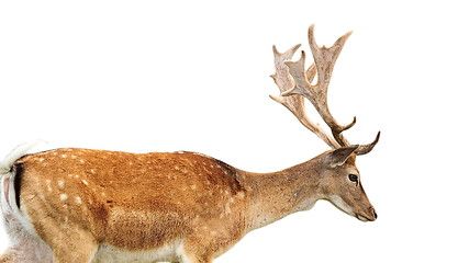 Image showing isolated fallow deer stag