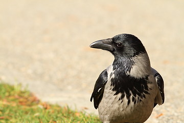 Image showing hooded crow on a park alley