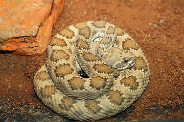 Image showing western rattlesnake basking in terrarium