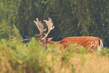 Image showing majestic fallow deer buck 