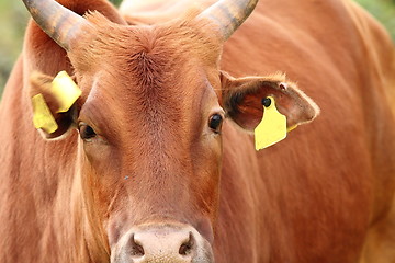 Image showing portrait of a big zebu