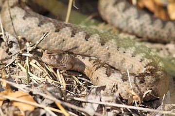 Image showing camouflage of a large ammodytes female 