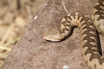 Image showing large ammodytes female basking on a rock