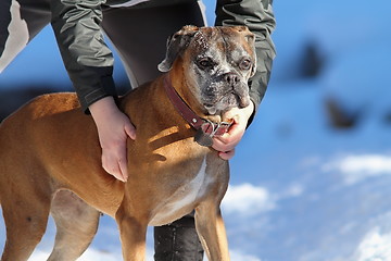 Image showing boxer on owner hands