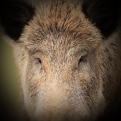 Image showing abstract portrait of a big boar
