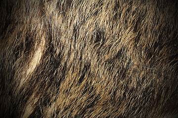 Image showing beautiful texture of wild boar fur