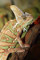 Image showing veiled chameleon
