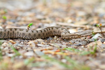 Image showing juvenile european sand viper