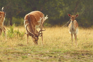 Image showing fallow deer buck grazing