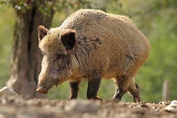 Image showing big wild boar sow