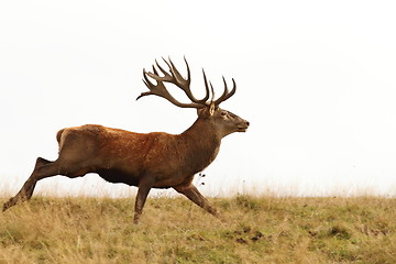 Image showing male cervus elaphus on the run