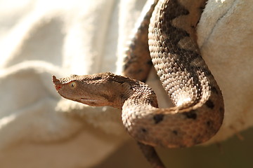 Image showing sand viper in leather glove