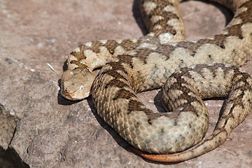 Image showing large ammodytes female on a stone