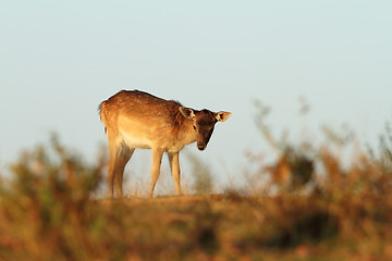 Image showing fallow deer calf on a meadow