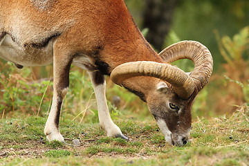 Image showing moufflon male grazing on meadow