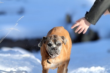 Image showing boxer dog running towards human hand