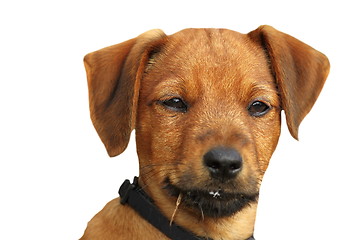 Image showing isolated portrait of a puppy