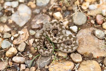 Image showing young european sand viper camouflage