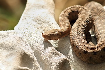 Image showing dangerous european snake on glove