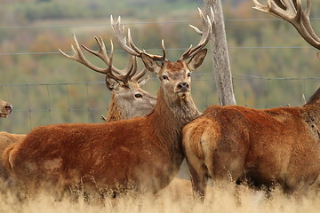 Image showing red deers herd