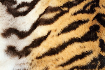Image showing interesting tiger fur detail
