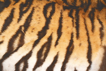 Image showing beautiful tiger fur with vintage effect