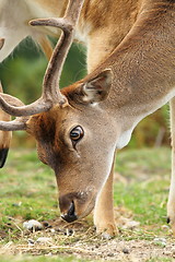 Image showing close up of dama buck grazing