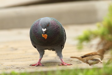 Image showing feral pigeon eating bread