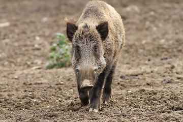 Image showing wild boar coming towards the camera