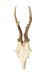 Image showing roebuck hunting trophy