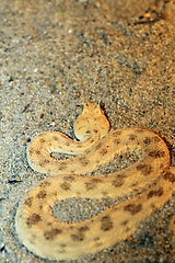 Image showing desert horned viper