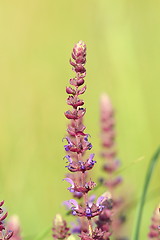 Image showing wild violet flower
