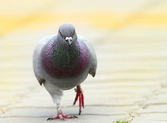 Image showing pigeon walking towards the camera on urban alley