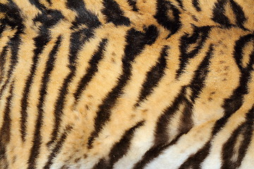 Image showing beauty of real tiger fur