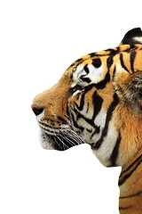 Image showing tiger head isolated over white