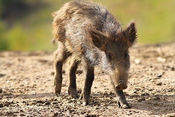 Image showing young wild boar