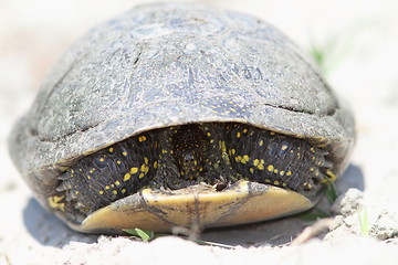 Image showing shy european pond turtle